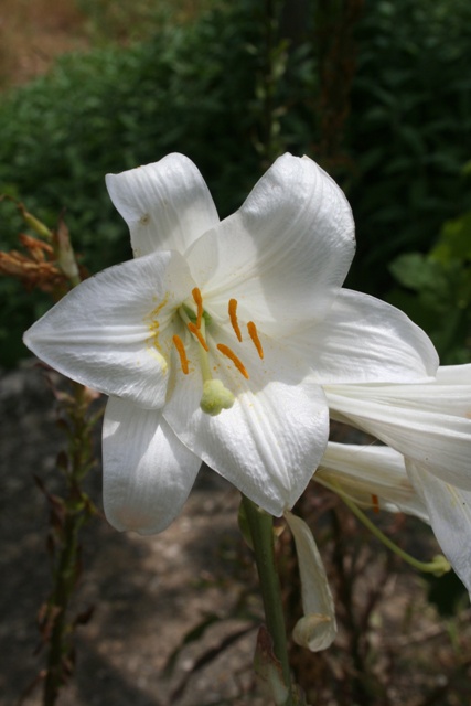 Madonna lily flower